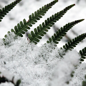 Groene varenbladeren steken uit de sneeuw