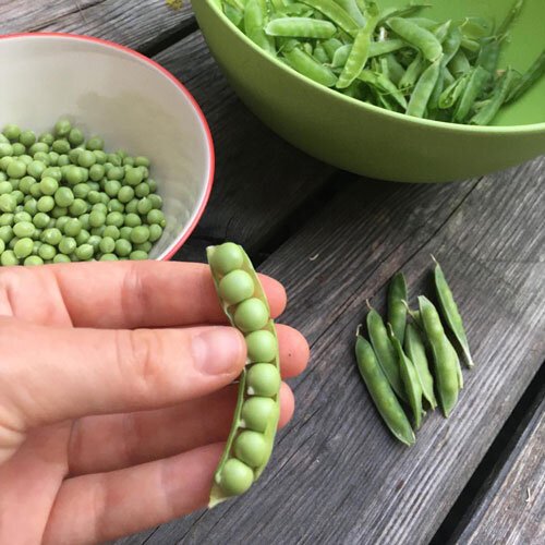 Vers geoogste erwten: open peul in de hand, gedopte erwten in een kom