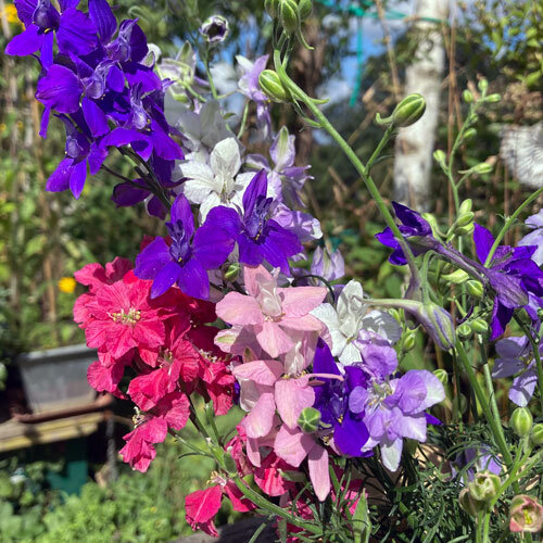 Boeket veldridderspoor in blauw, paars, roze, rood en wit