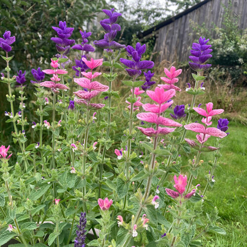Paarse kuifsalie (Salvia viridis) met roze en paarse schutbladeren