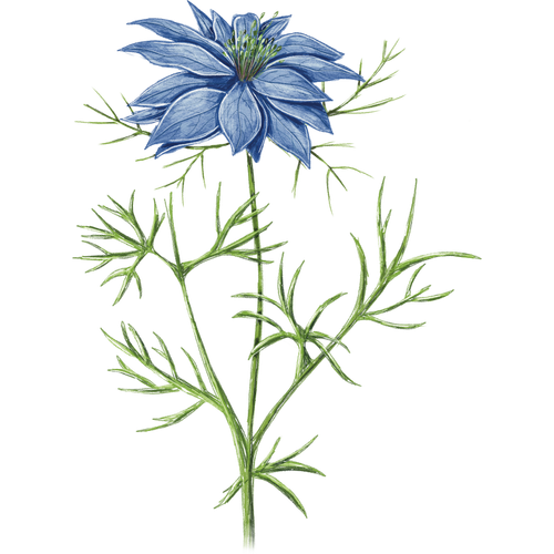Juffertje-in-het-groen