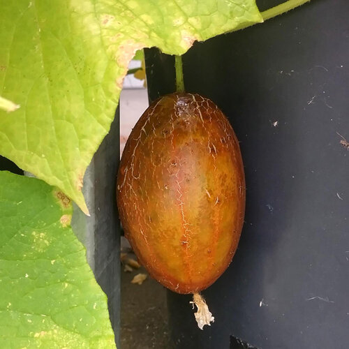 Netkomkommer (Cucumis sativus) met rijpe vrucht en bruine, genetste schil