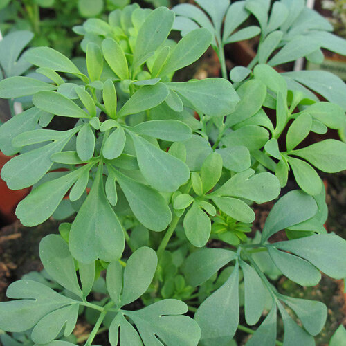 Blauwgroene bladeren van wijnruit (Ruta graveolens)