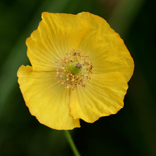 Gele bloem van de alpenpapaver (Papaver alpinum)