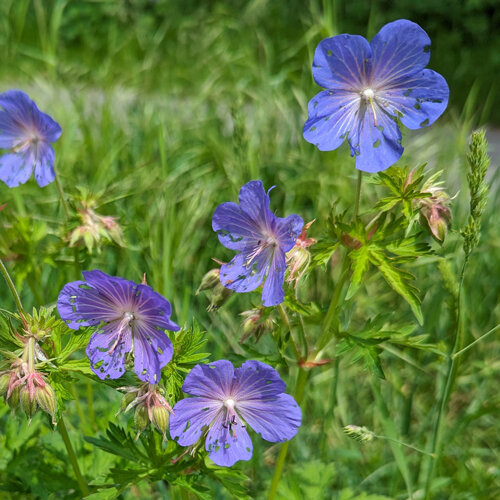Ooievaarsbek met blauwpaarse bloemen en fijn verdeelde bladeren