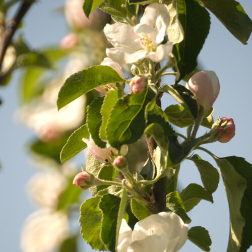 Appelbloesem met witte bloemen en roze knoppen in de volle lente