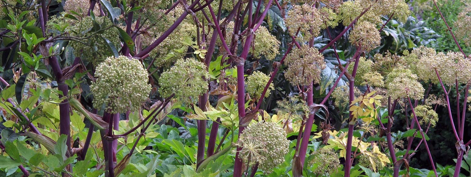 Grote engelwortel (Angelica archangelica)