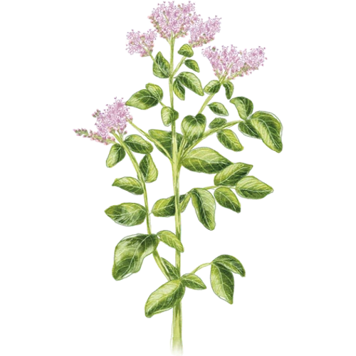 Oregano soorten