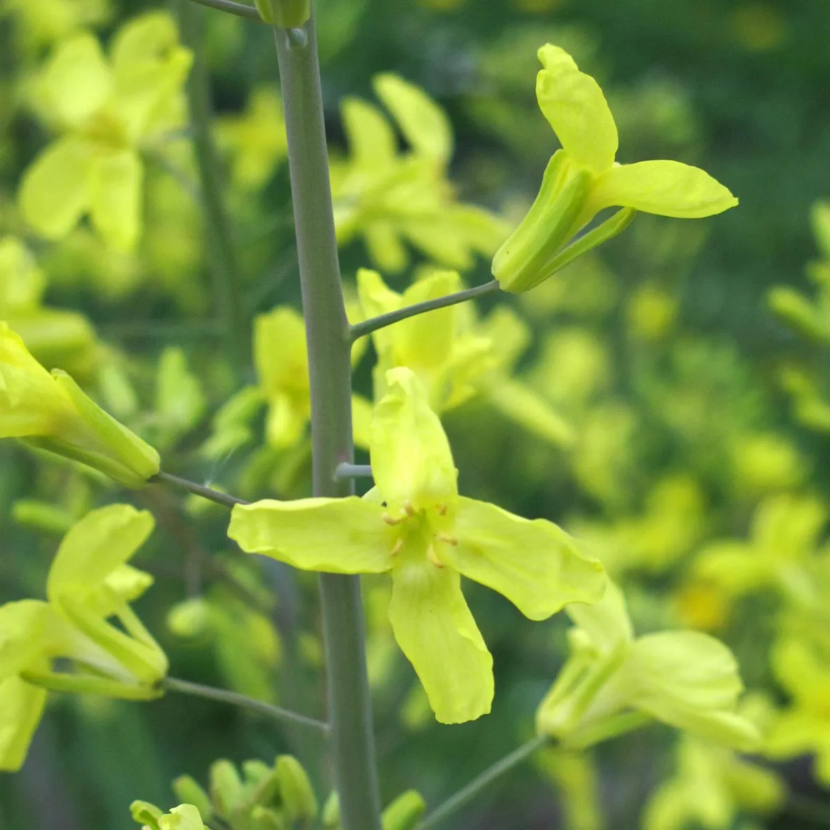 Rosenkohl 'Groninger' (Brassica oleracea var. gemmifera) Bio Saatgut