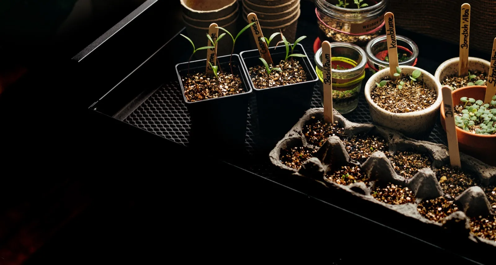 Zaailingen in kweekpotjes en glazen potten met houten labels