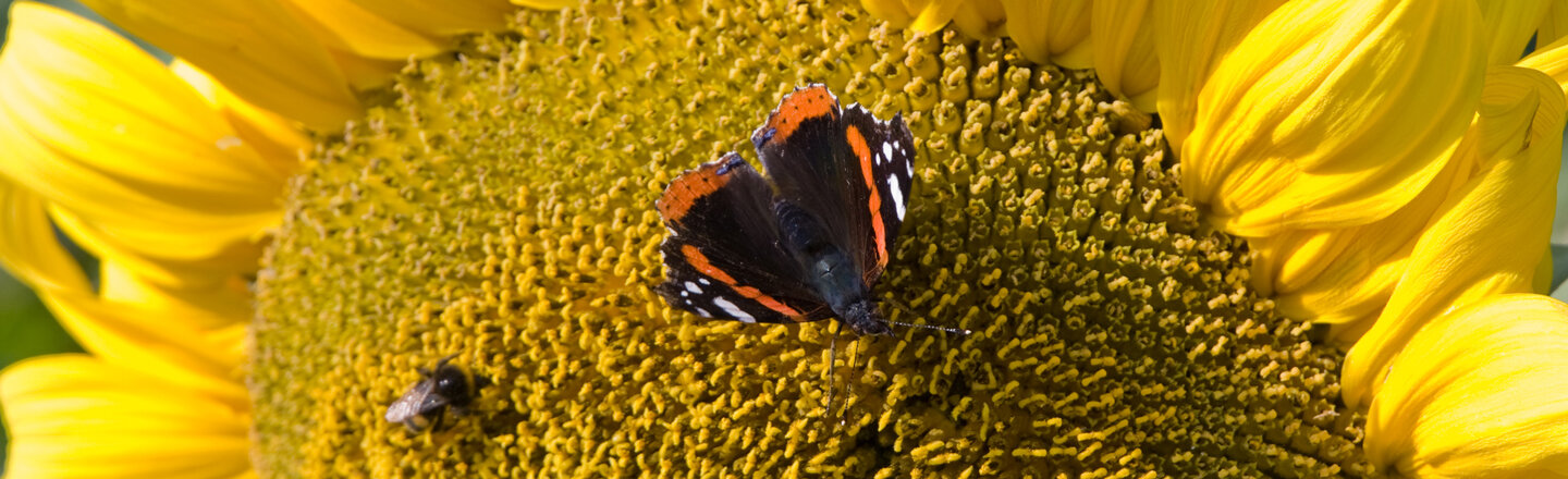 Atalanta op een zonnebloem