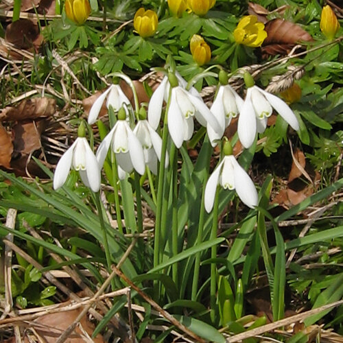 Bloeiende sneeuwklokjes in de vroege lente, met gele voorjaarsbloeiers erachter