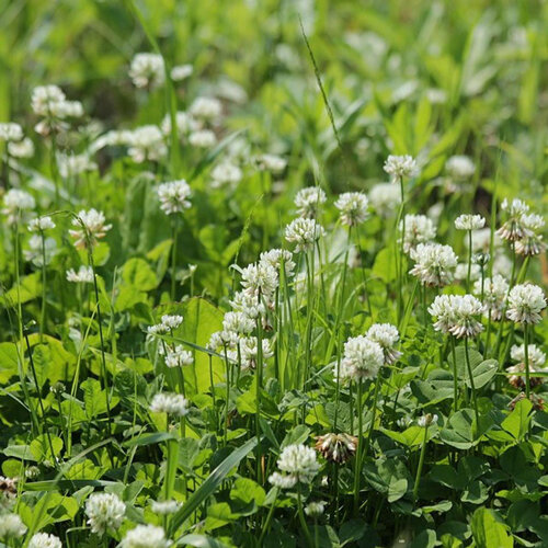 Bloeiende witte klaver (Trifolium repens) in het gazon