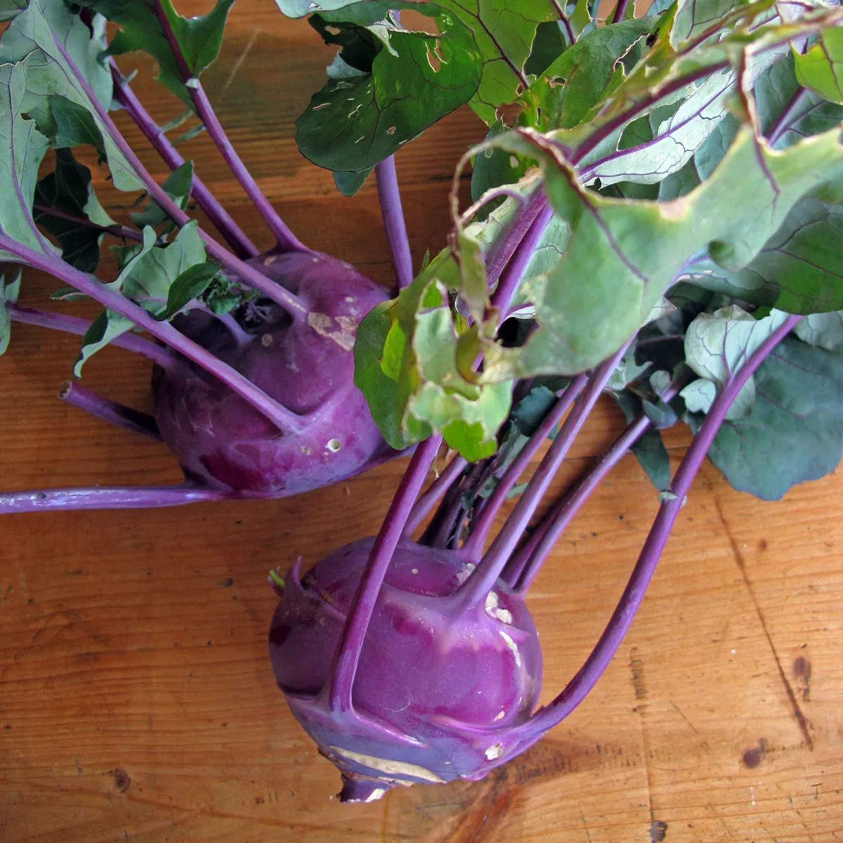 Violetter Kohlrabi 'Blauer Delikatess' (Brassica oleracea var. gongylodes) Bio Samen