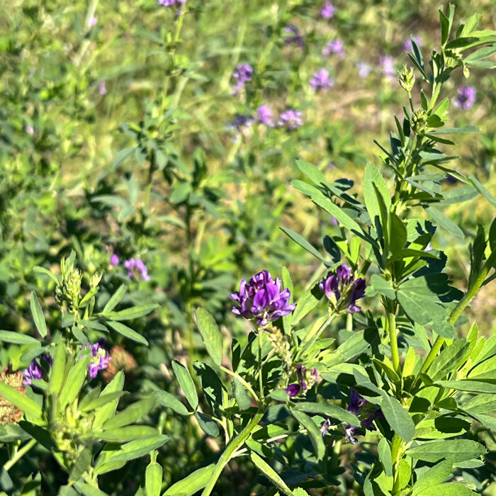 Paars bloeiende groenbemesters op een veld