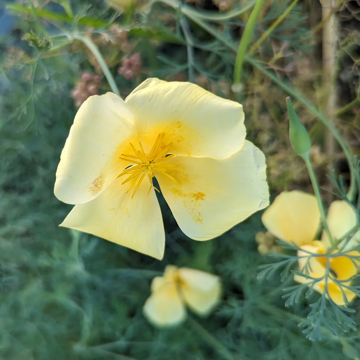 Kalifornischer Goldmohn 'Chrome Queen' (Eschscholzia californica) Samen
