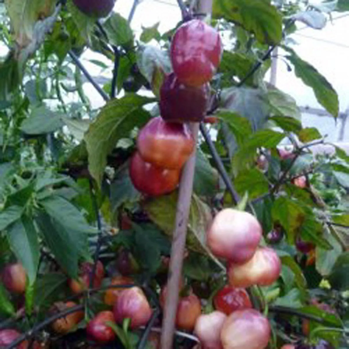 Violette Chili 'Habanero Purple Peach' (Capsicum chinense) Samen