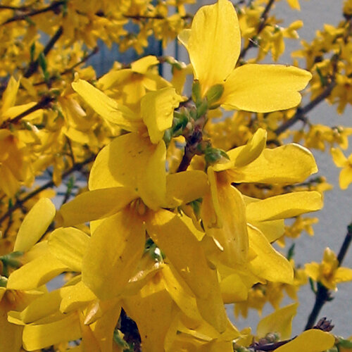 Forsythia in volle gele bloei