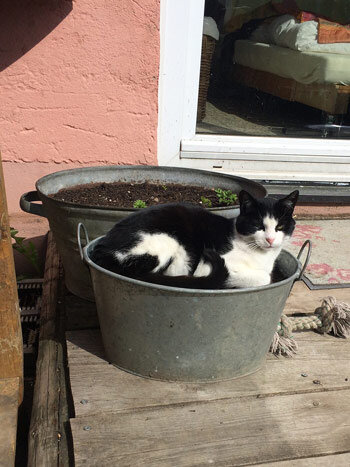 Zwart-witte kat ligt in een zinken teil naast een plantenbak in de zon