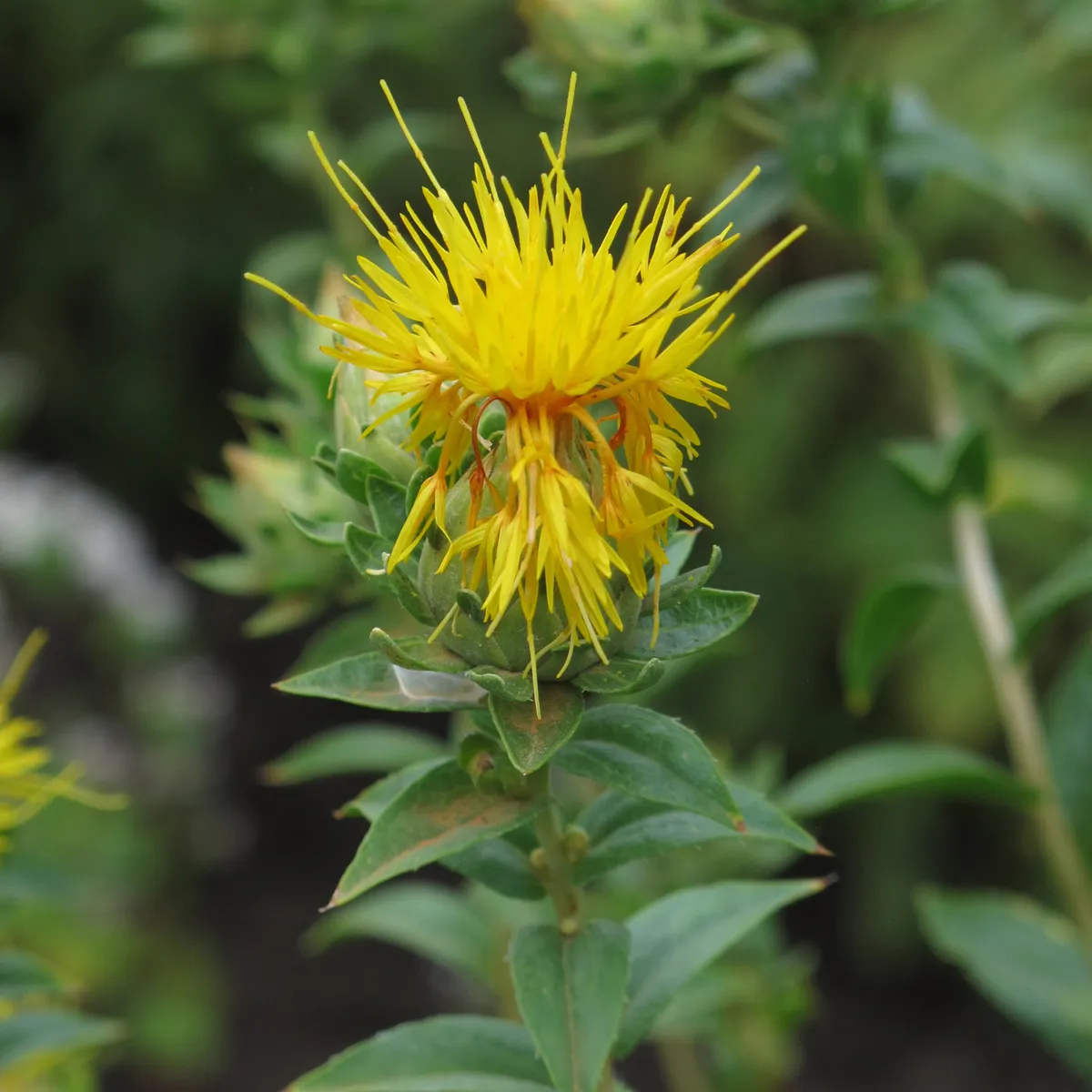 Färberdistel (Carthamus tinctorius) Samen