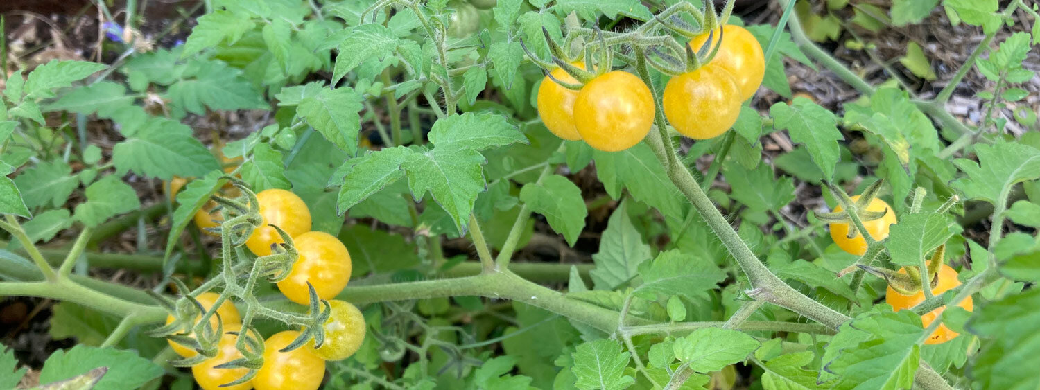 Robuuste wilde tomaten