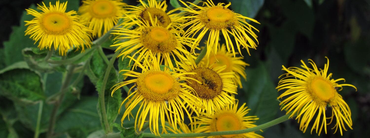 Bloemen van de alant