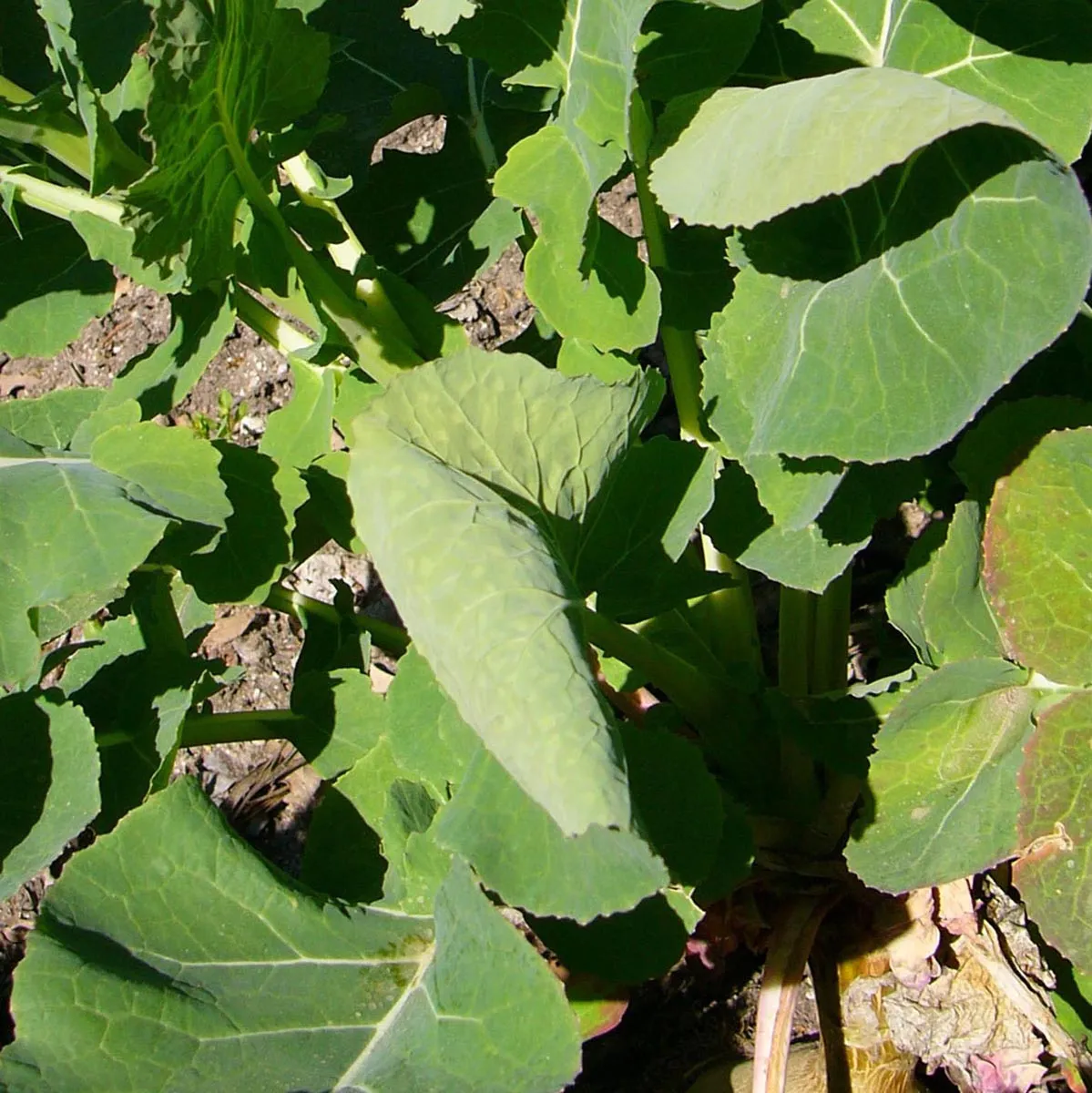 Steckrübe 'Gelbe Wilhelmsburger' (Brassica napus) Samen
