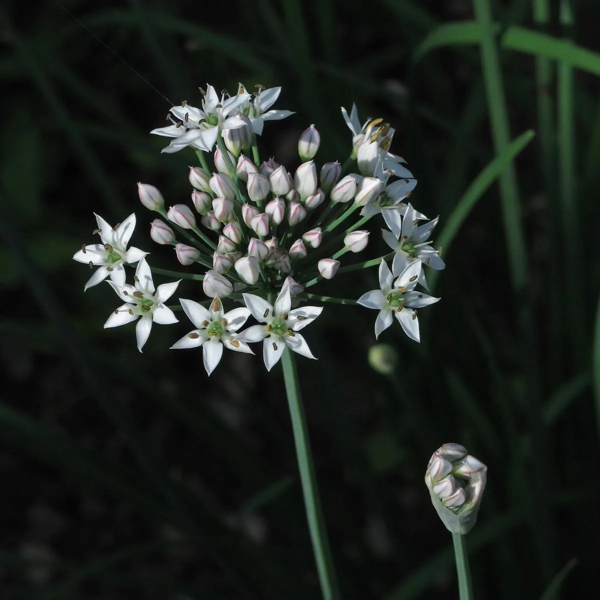 Schnittknoblauch (Allium tuberosum) Bio-Saatgut