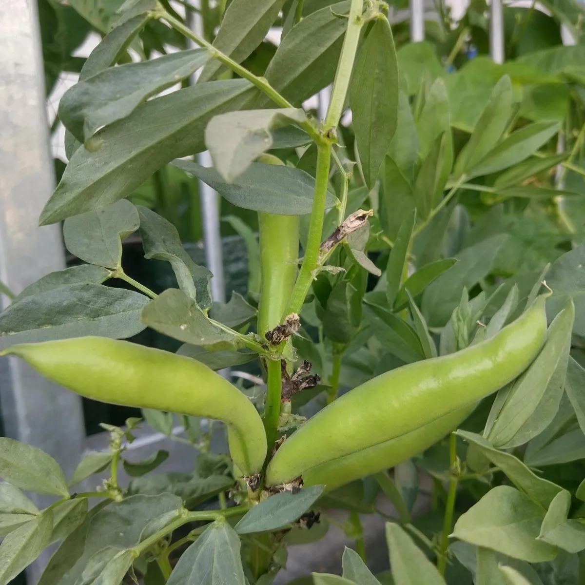 Dicke Bohne 'Extra precoce a grano violetto' (Vicia faba) Samen