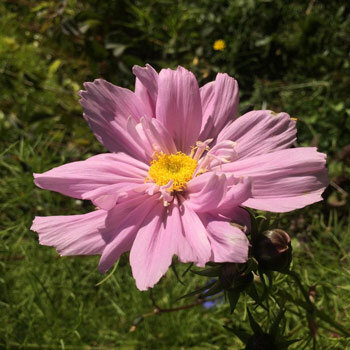 Roze cosmea 'Pink' (Cosmos bipinnatus) in bloei