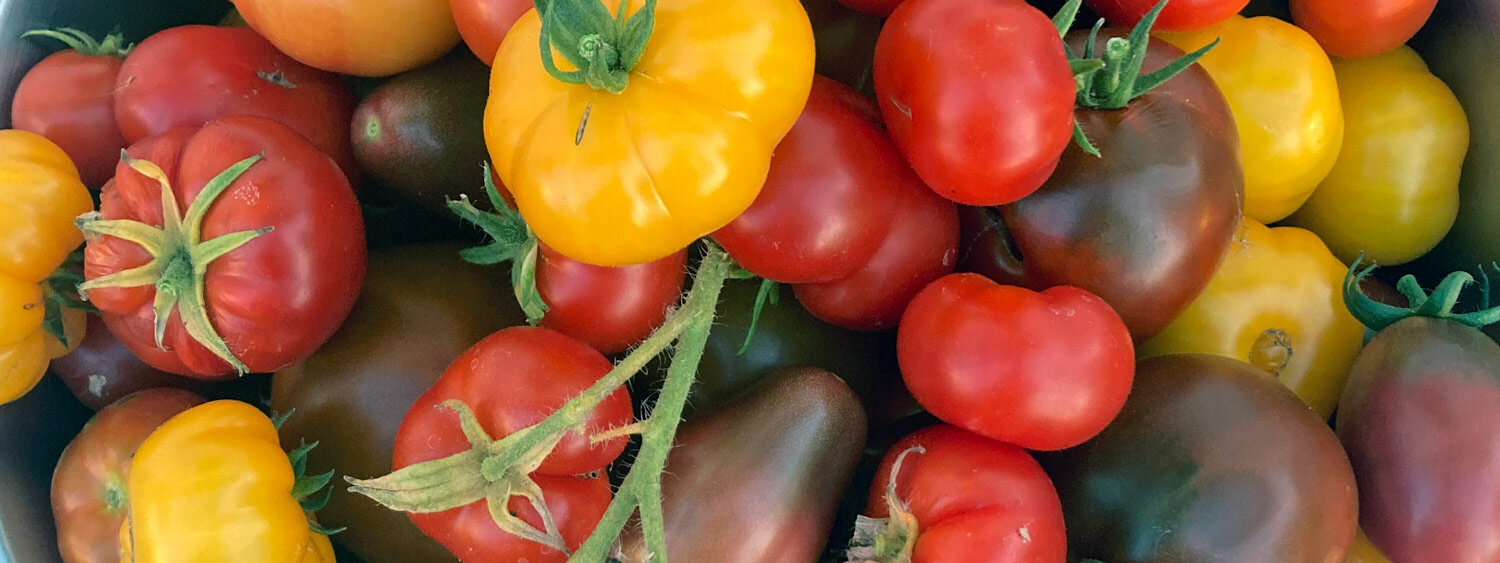 Vers geoogste tomaten in rood, geel en donkerbruin, waaronder geribde rassen