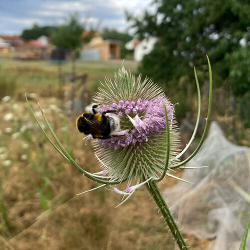 Bloem van de grote kaardenbol