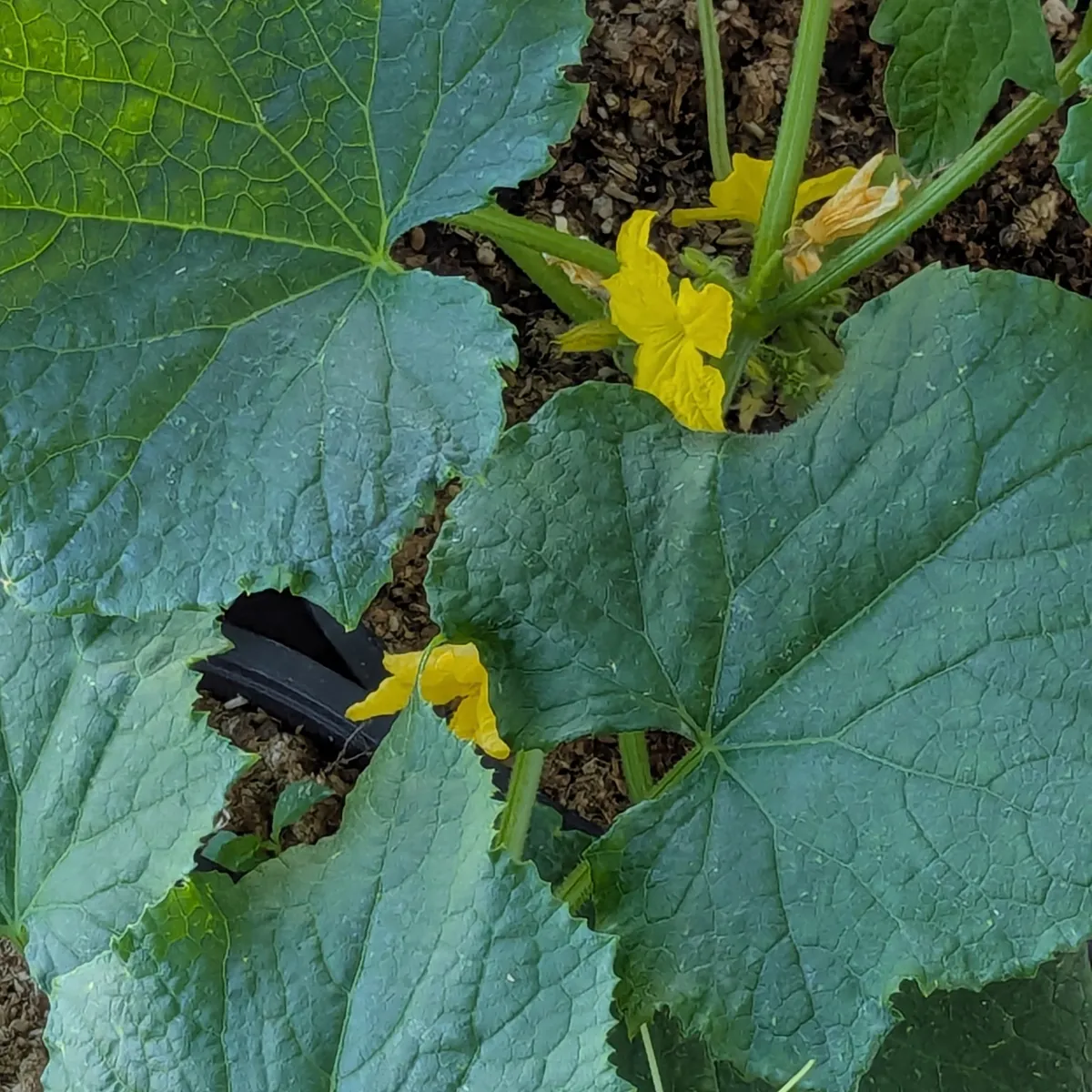 Netzgurke 'Salome' (Cucumis sativus) Bio-Saatgut