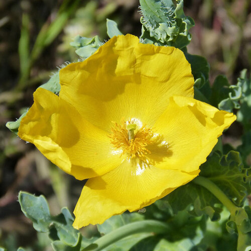 Gele hoornpapaver (Glaucium flavum) met felgele bloem en blauwgroene bladeren