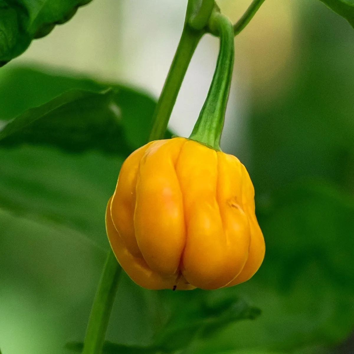 Honigfarbener Chili 'Habanero Mustard' (Capsicum chinense) Samen