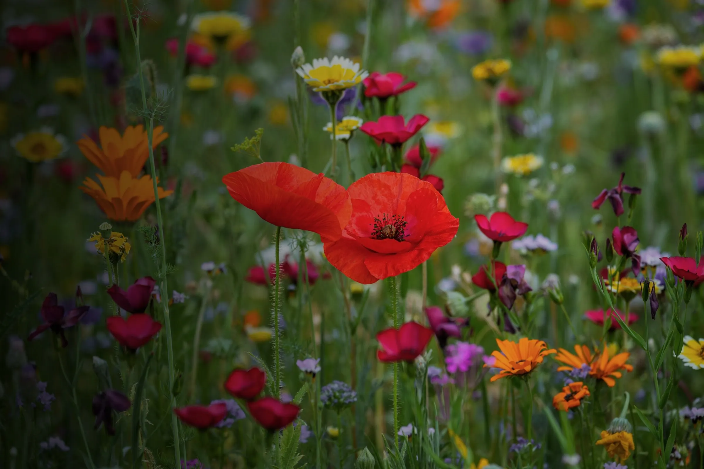 Bunte Blühwiese mit Mohn, Ringelblumen und Kornblumen