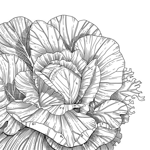 Tekening: kool met wijd uitgespreide buitenbladeren