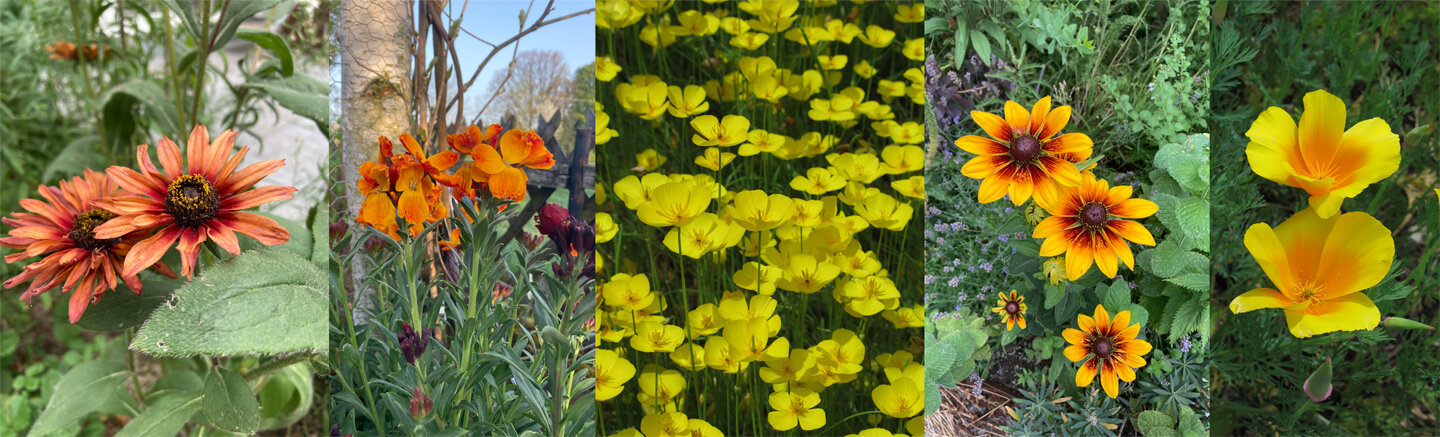 Cool flowers, winterharde eenjarige zomerbloemen