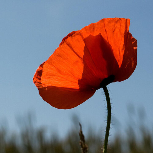 Rode bloem van grote klaproos (Papaver rhoeas) tegen een blauwe lucht