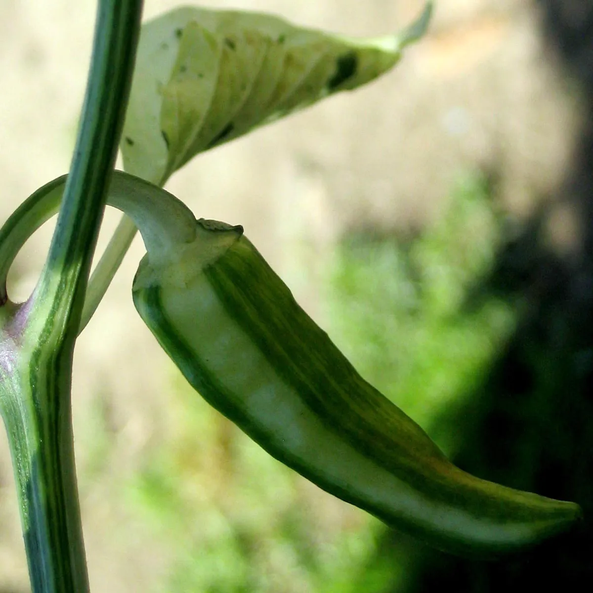 Karibik-Chili 'Fish Pepper' (Capsicum annuum) Samen