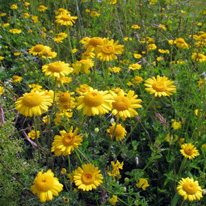 Verfkamille | Gele kamille (Anthemis tinctoria) zaden