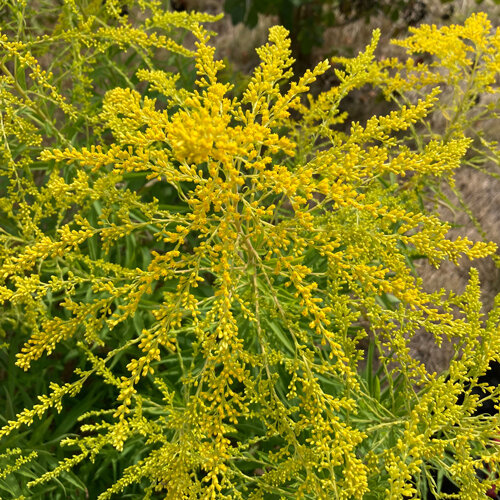 Goudgele bloempluimen van de guldenroede (Solidago)