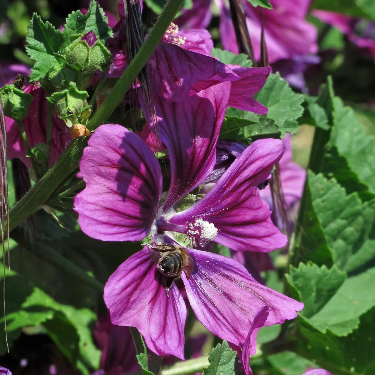 Mauretanische Malve (Malva sylvestris ssp. mauritiana) Samen