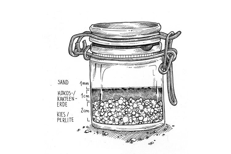 Tekening: beugelpot voor cactuszaaien met 2 cm grind of perliet, 1 cm cactusgrond en 1 mm zand