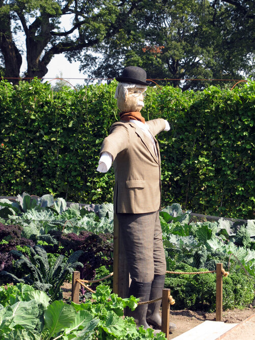 Vogelverschrikker met bolhoed en pak in een moestuin met verschillende koolsoorten