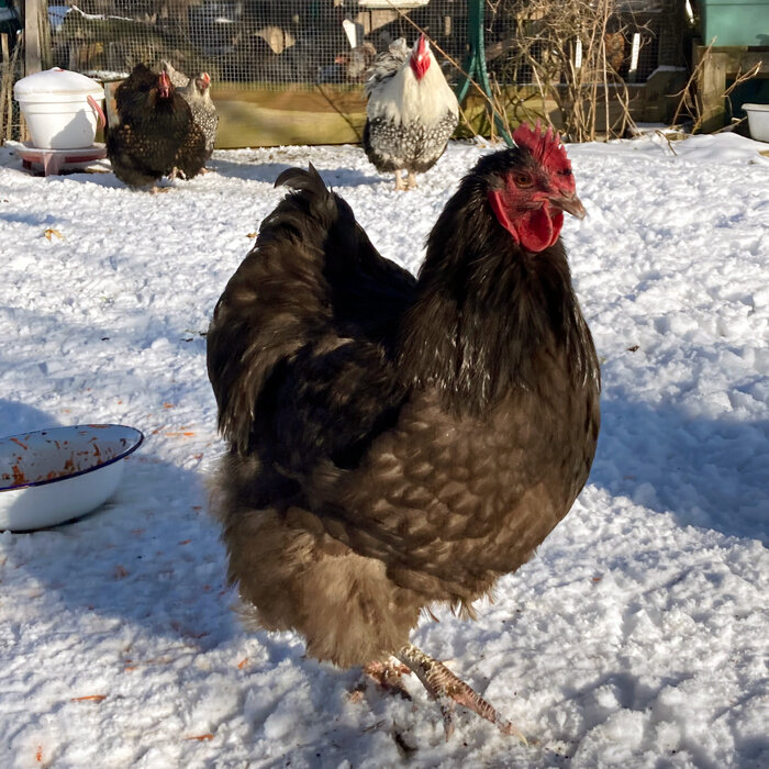 Kippen lopen in de winter door hun besneeuwde ren