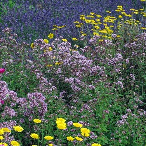 Natuurlijk kruidenbed met roze-paarse en gele bloemen, daarachter een zee van blauwpaarse bloemen