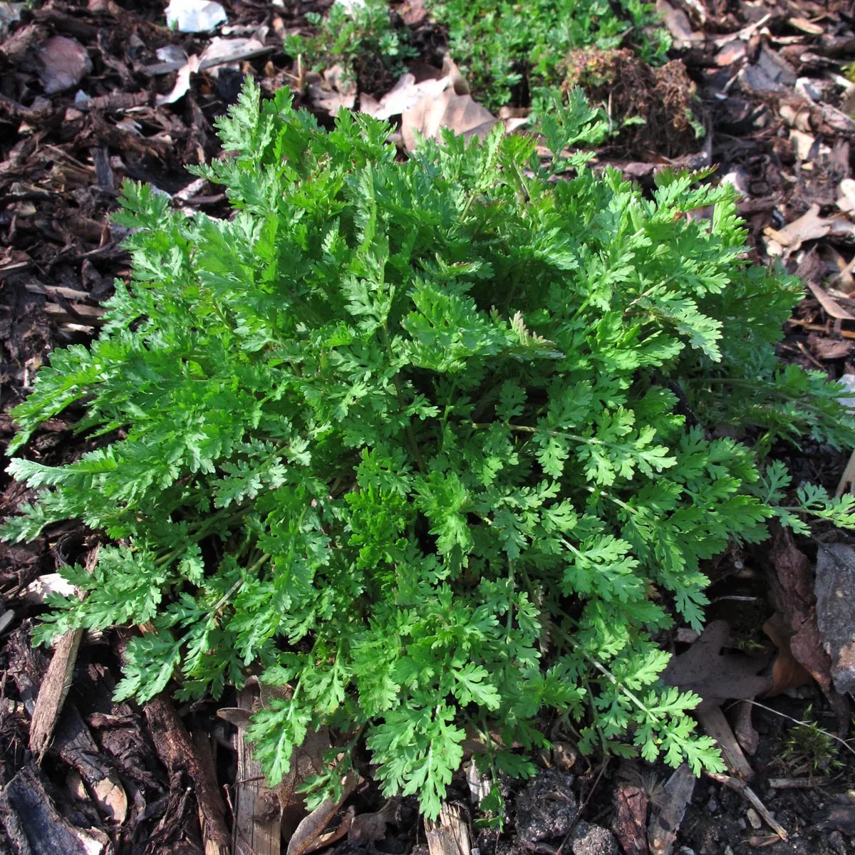 Mutterkraut (Tanacetum panthenium) Samen