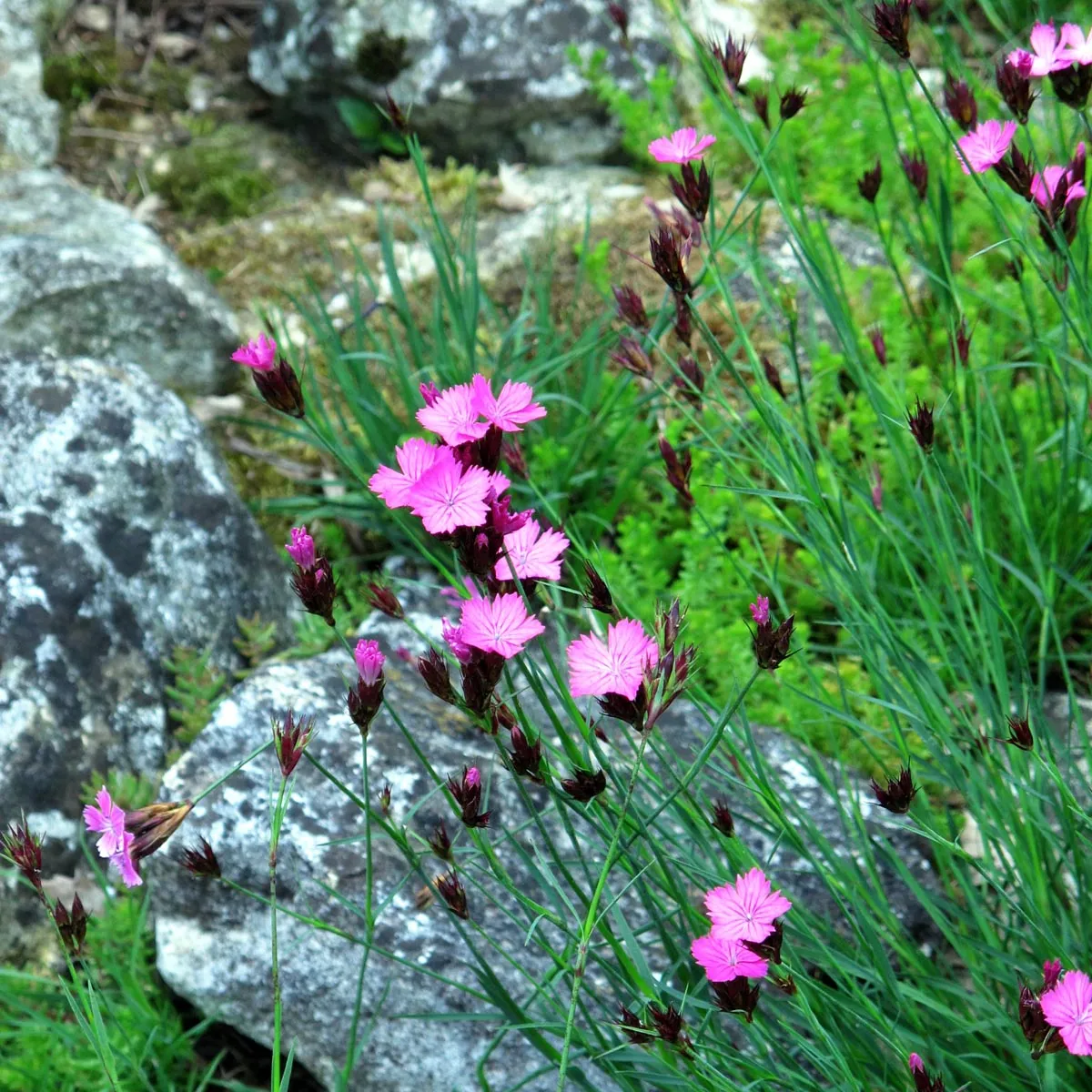 Karthäusernelke (Dianthus carthusianorum) Bio Saatgut