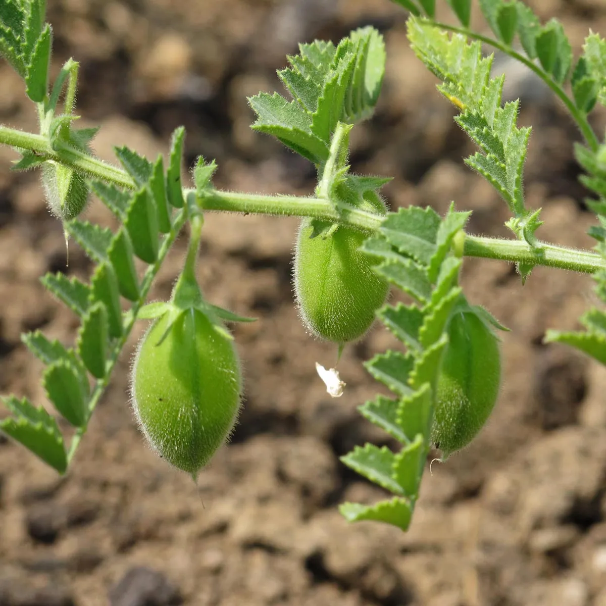 Kichererbse (Cicer arietinum) Bio Saatgut